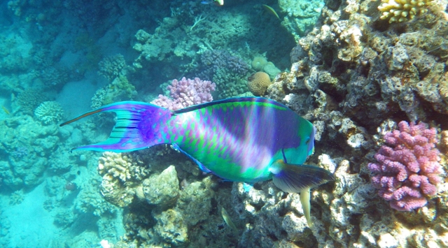 SOGGIORNI A MARSA ALAM